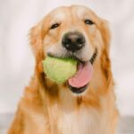 Entendendo os cães: uma jornada de conexão com nossos melhores amigos.