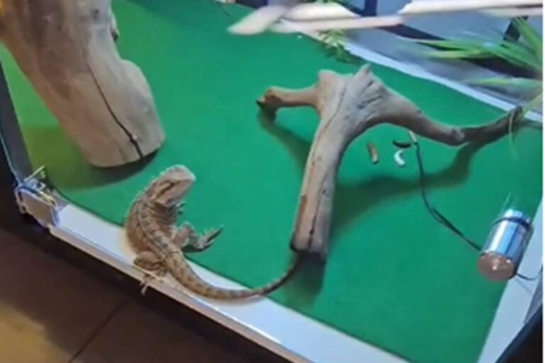 PCDF apreende répteis exóticos mantidos em cativeiro.