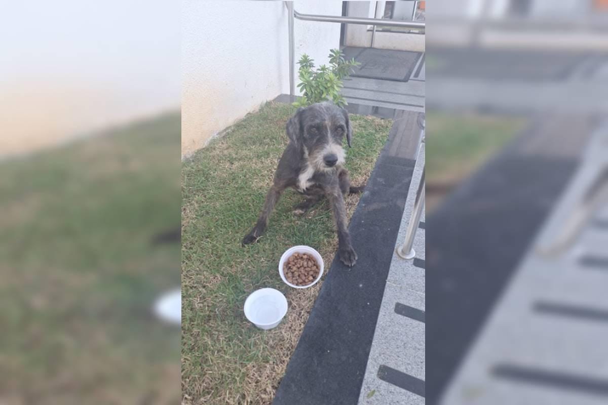 Taguatinga residents seek tutor for lost dog.