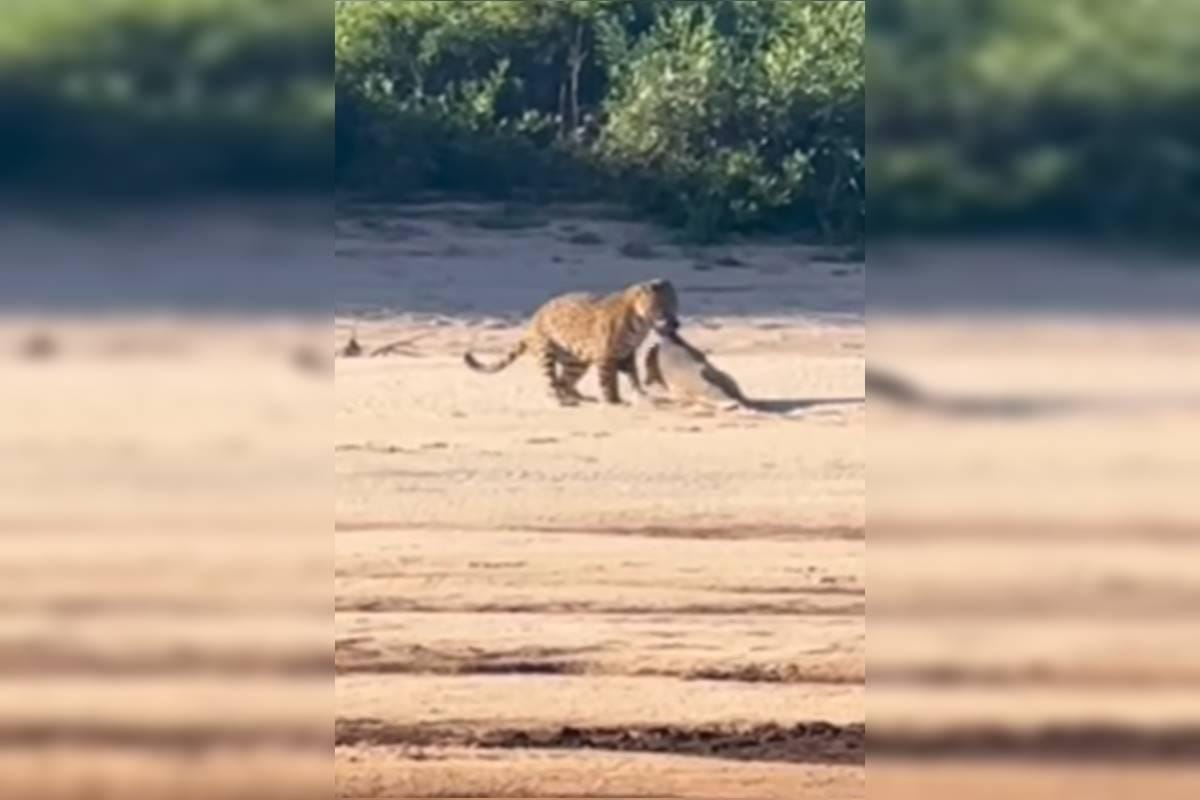 Onça-pintada ataca e consome o boto em barranco.