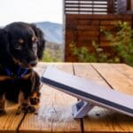 Starlink solicita licença para novos 7,5 mil satélites no Brasil. Starlink solicita licença para novos 7,5 mil satélites no Brasil.