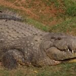 Crocodilo centenário com mais de 10 mil filhotes surpreende.